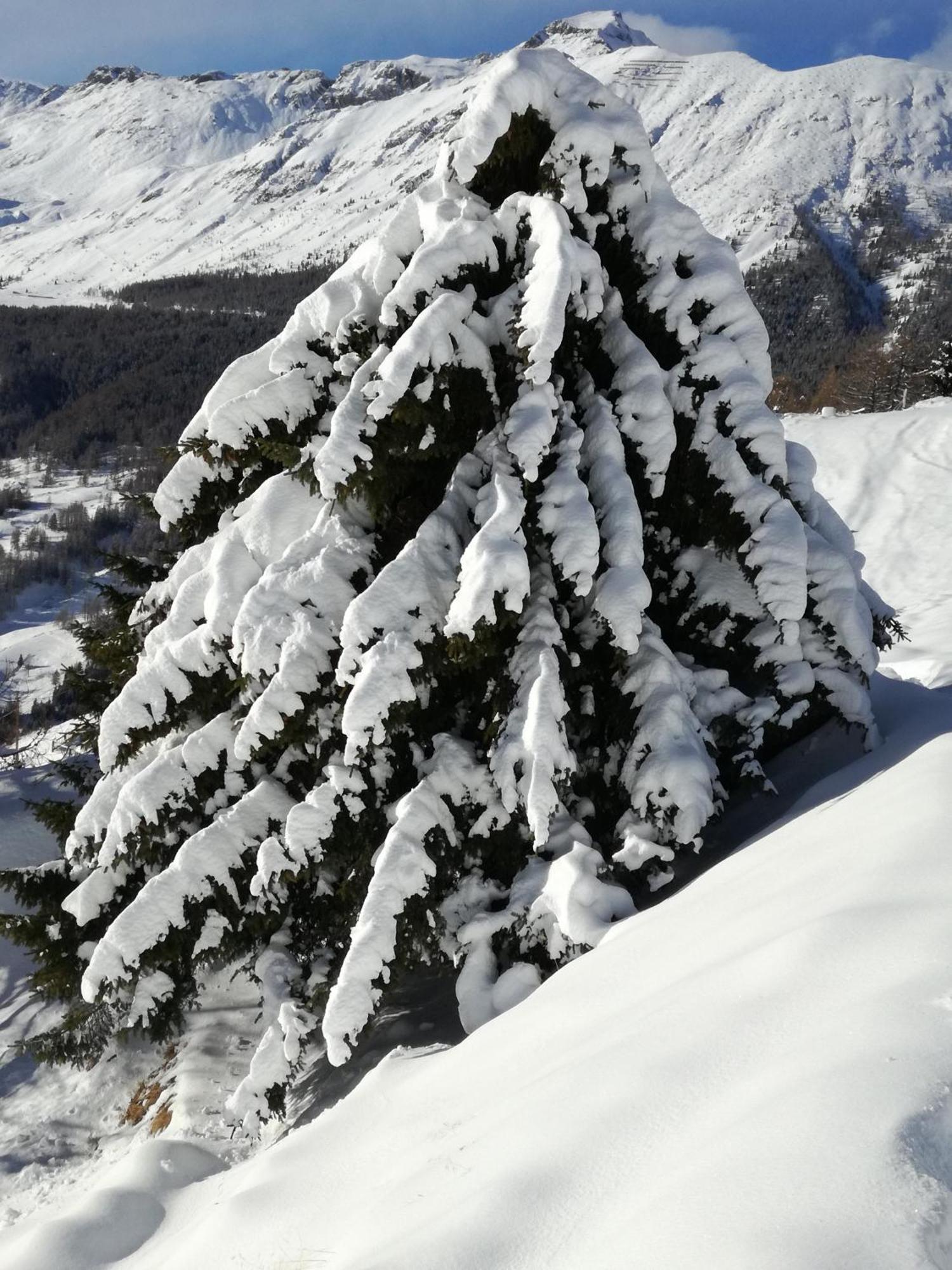 Rifugio Vieux Crest Hotel Champoluc Eksteriør billede